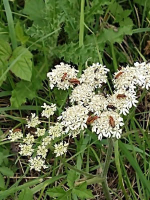 photo of Hogweed