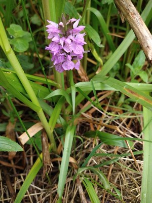 photo of Southern Marsh Orchid