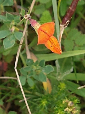 photo of Bird's Foot Trefoil