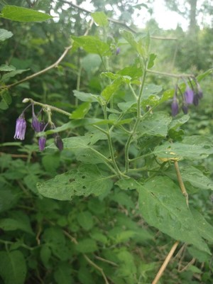 photo of Bittersweet