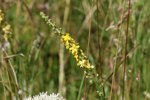 photo of Agrimony