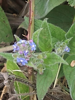 photo of Green Alkanet