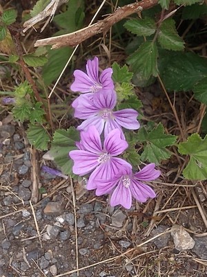 photo of Common Mallow