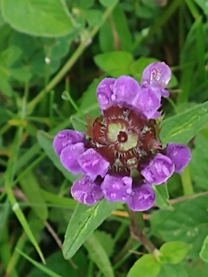 photo of Selfheal