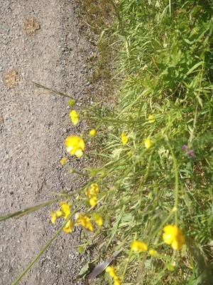 photo of Meadow Buttercup