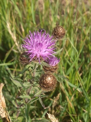 photo of Common Knapweed