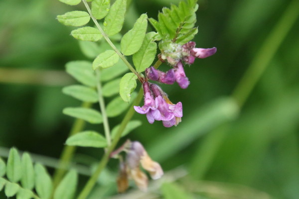photo of Bush Vetch