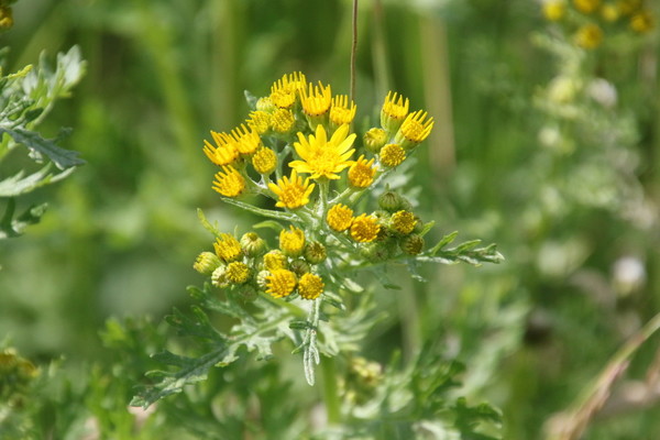 photo of Ragwort