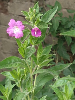 photo of Great Willowherb