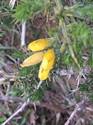 photo of Gorse