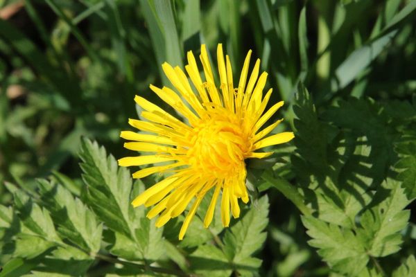photo of Dandelion