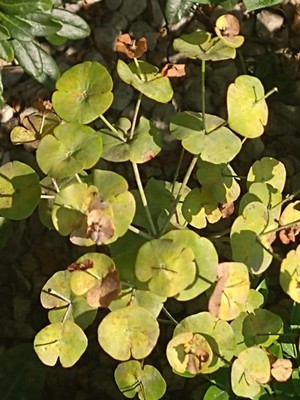 photo of Wood Spurge