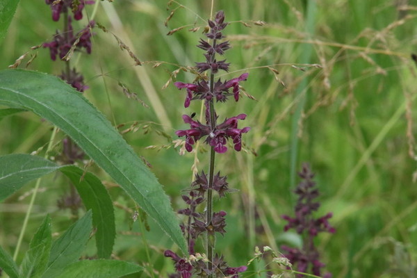 photo of Hedge Woundwort