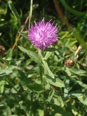 photo of Common Knapweed