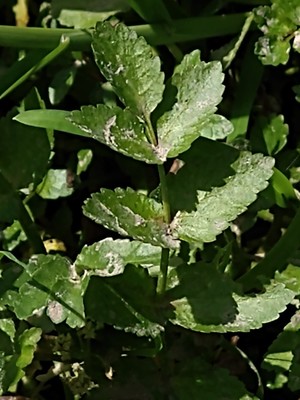 photo of Fool's Water Cress