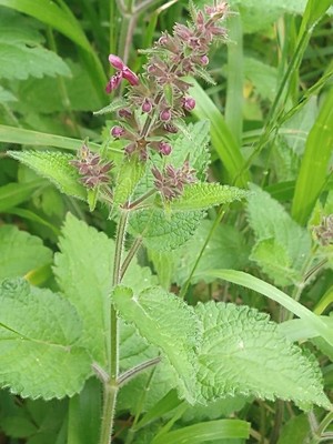 photo of Hedge Woundwort