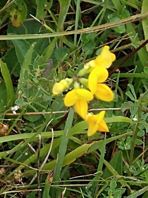 photo of Bird's Foot Trefoil