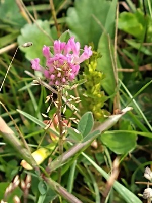 photo of Red Clover