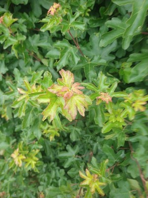 photo of Field Maple