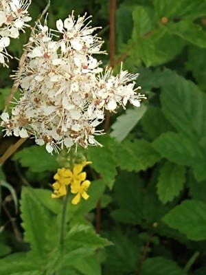 photo of Meadowsweet