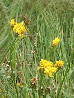 photo of Rough Hawk's Beard