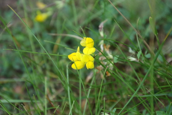 photo of Bird's Foot Trefoil