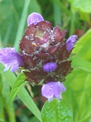 photo of Selfheal