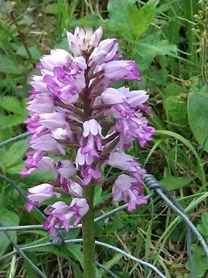 photo of Military Orchid