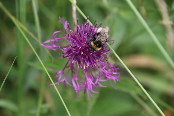photo of Greater Knapweed