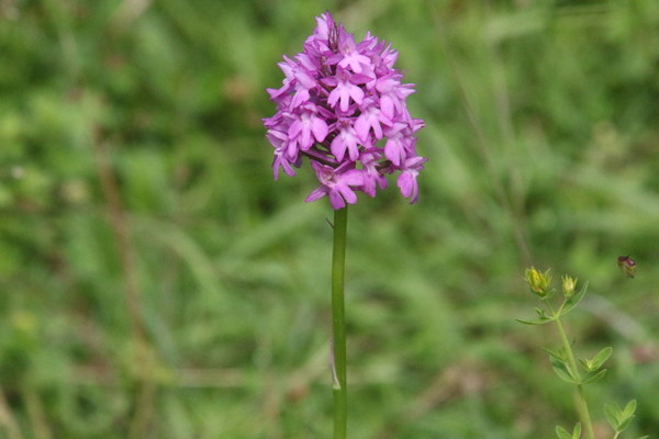 photo of Pyramidal Orchid