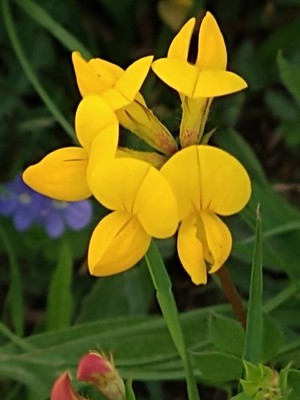 photo of Bird's Foot Trefoil