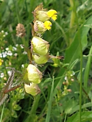 photo of Yellow Rattle