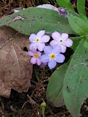 photo of Water Forget Me Not