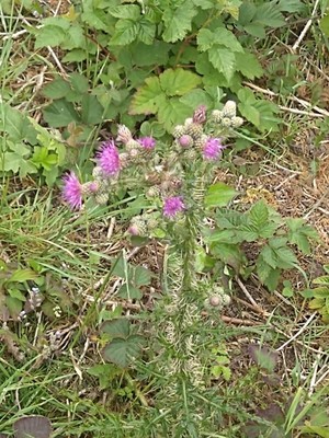 photo of Marsh Thistle