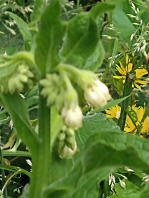 photo of Common Comfrey