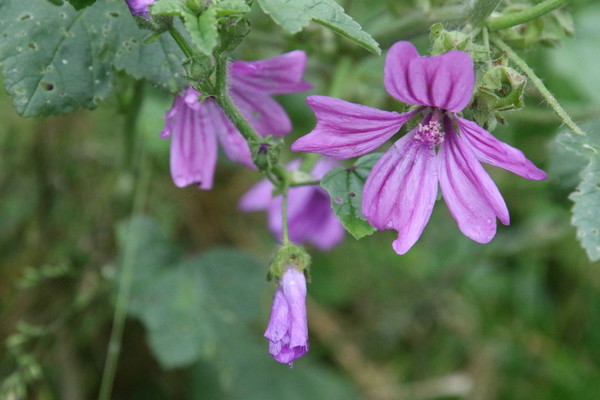 photo of Common Mallow