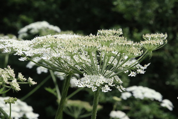 photo of Yarrow