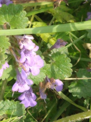 photo of Ground Ivy