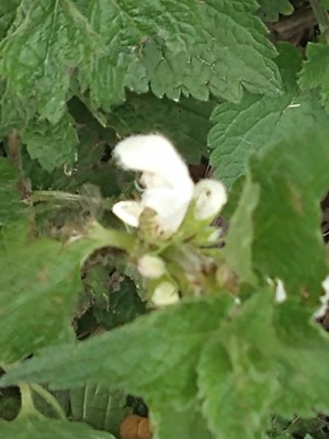 photo of White Dead Nettle