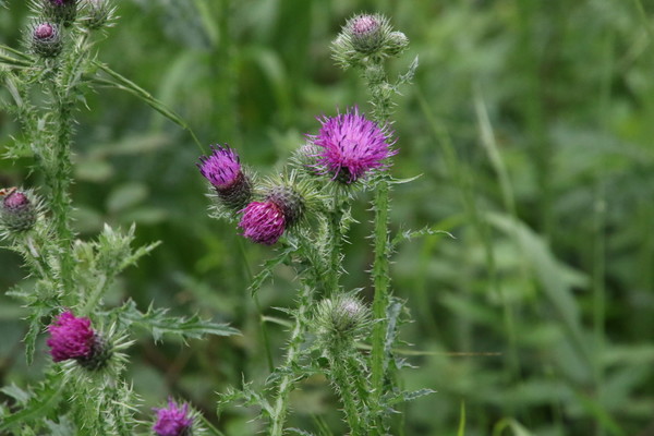 photo of Welted Thistle
