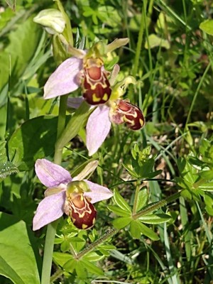 photo of Bee Orchid