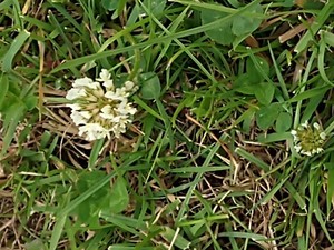 photo of White Clover