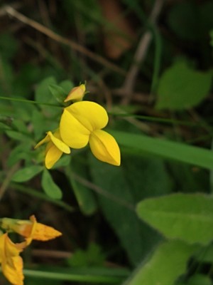 photo of Bird's Foot Trefoil