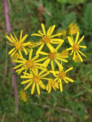 photo of Ragwort