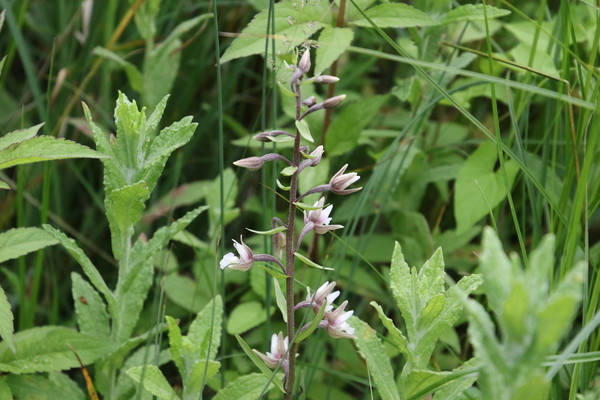 photo of Marsh Helleborine