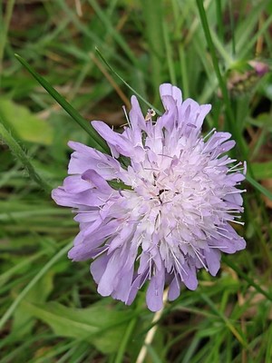 photo of Field Scabious