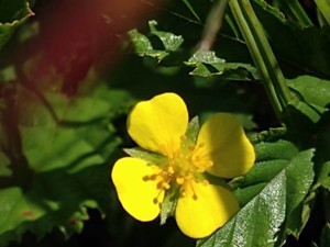 photo of Creeping Cinquefoil