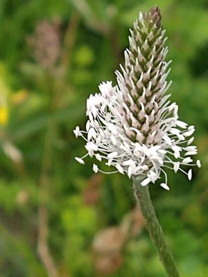 photo of Hoary Plantain