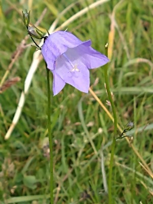 photo of Harebell