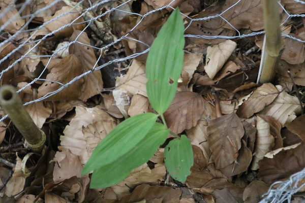 photo of Broad Leaved Helleborine